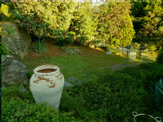jardin mimosas